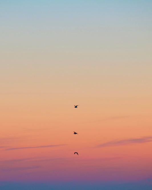 3 Birds