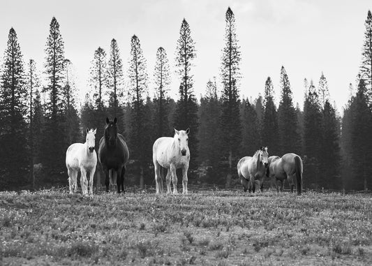 The Gathering fine art photography print